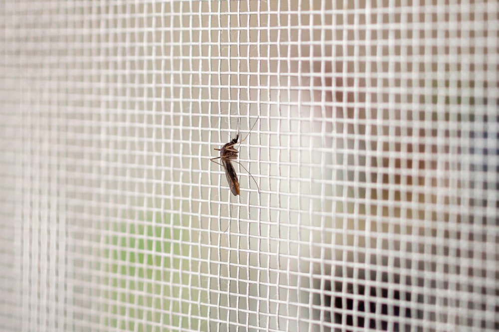 tela mosquiteira de proteção rj
