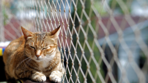 Empresa de Rede de Proteção para gatos no RJ