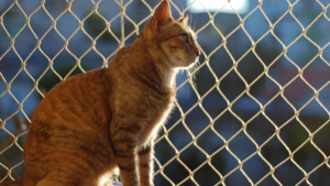 Melhor empresa de rede de proteção para gatos na Barra da Tijuca RJ